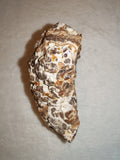 Natural Chocolate Calcite Botryoidal Formation 541g | Pakistan | Banded Display Mineral Specimen #6