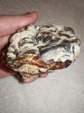 Natural Botryoidal Chocolate Calcite Display Specimen 353g | White & Brown Banded Mineral | Pakistan #10