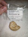 18g Jurassic Ammonite Fossil Beaniceras Luxembourg 185Ma Polished Section