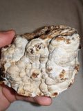 Natural Chocolate Calcite Botryoidal Formation 540g | Pakistan | Cave Display Mineral Specimen #5