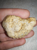 18g Jurassic Ammonite Fossil Beaniceras Luxembourg 185Ma Polished Section