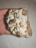 Natural Botryoidal Chocolate Calcite Display Specimen 353g | White & Brown Banded Mineral | Pakistan #10