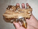 Natural Chocolate Calcite Botryoidal Display Specimen 225g | Polished Cross Section | Pakistan #9