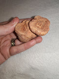 Moroccan Sand Stromatolite Pseudo-Stromatolite Desert Concretion 80g #2