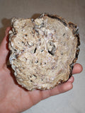 Natural Chocolate Calcite Botryoidal Formation 540g | Pakistan | Cave Display Mineral Specimen #5