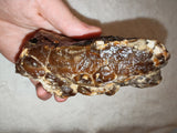 Natural Chocolate Calcite Polished Freeform 532g | Pakistan | Banded Botryoidal Display Mineral Specimen #8