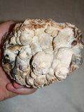 Natural Chocolate Calcite Botryoidal Formation 540g | Pakistan | Cave Display Mineral Specimen #5