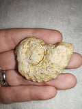 18g Jurassic Ammonite Fossil Beaniceras Luxembourg 185Ma Polished Section