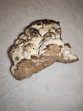 Natural Botryoidal Chocolate Calcite Display Specimen 353g | White & Brown Banded Mineral | Pakistan #10