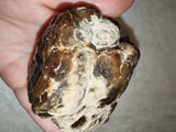 Natural Chocolate Calcite Polished Freeform 532g | Pakistan | Banded Botryoidal Display Mineral Specimen #8