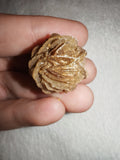 7g Natural Desert Rose Gypsum Crystal Rosette Selenite Mineral Cluster