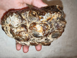 Natural Chocolate Calcite Polished Freeform 532g | Pakistan | Banded Botryoidal Display Mineral Specimen #8
