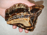 Natural Chocolate Calcite Polished Freeform 532g | Pakistan | Banded Botryoidal Display Mineral Specimen #8