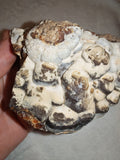Natural Botryoidal Chocolate Calcite Display Specimen 353g | White & Brown Banded Mineral | Pakistan #10