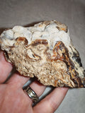Natural Botryoidal Chocolate Calcite Display Specimen 353g | White & Brown Banded Mineral | Pakistan #10
