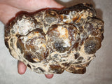 Natural Chocolate Calcite Polished Freeform 532g | Pakistan | Banded Botryoidal Display Mineral Specimen #8