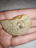 18g Jurassic Ammonite Fossil Beaniceras Luxembourg 185Ma Polished Section
