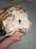 Natural Chocolate Calcite Mineral Specimen from Pakistan 518g | Banded Brown Calcite Display Crystal #2