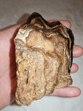 Natural Chocolate Calcite Polished Freeform 242g | Pakistan | Banded Display Mineral Specimen #7