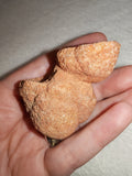 Moroccan Sand Stromatolite Pseudo-Stromatolite Desert Concretion 80g #2