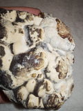Natural Botryoidal Chocolate Calcite Display Specimen 353g | White & Brown Banded Mineral | Pakistan #10
